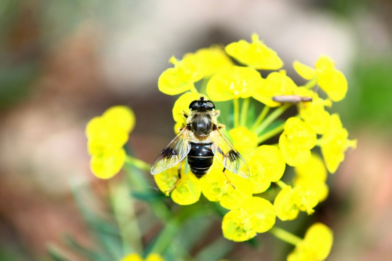 Serie di Syrphidae del Parco del Ticino